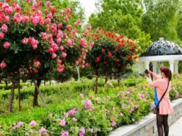 園林綠化中苗木種植施工與養(yǎng)護技術(shù)