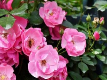 推薦4個(gè)適合新花友種植的藤本月季品種，長勢(shì)強(qiáng)勁開花量大