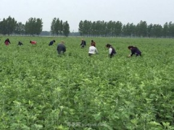 艾草產(chǎn)業(yè)為什么能在南陽市不斷發(fā)展升級？