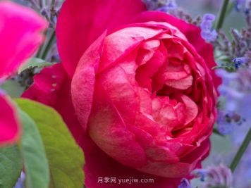 本杰明月季優(yōu)缺點和養(yǎng)護(hù)方法
