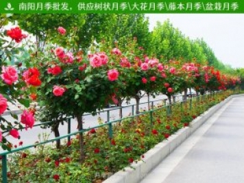 月季根瘤病的發(fā)病病癥有哪些？應該如何防治？