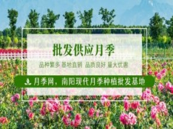 南陽(yáng)月季花后如何修剪？什么時(shí)候修剪比較好？