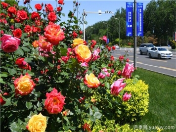 超厲害的園林植物設(shè)計集錦(收藏)