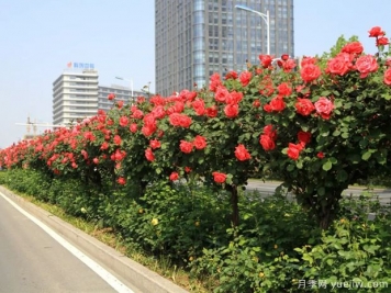 月季樹品種高貴典雅、花型花色多樣