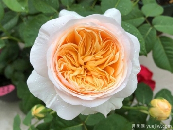 灌木月季花品種排名前十名是哪些？