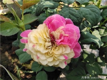 推薦88個最美月季品種，讓花友美到心醉，陶醉其中
