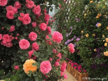 春季月季如何養(yǎng)護(hù)管理？