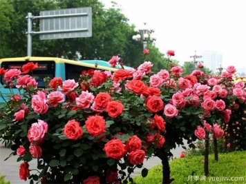 冬季如何修剪月季花？