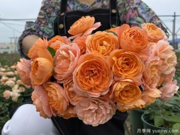 推薦5個超級勤花月季品種，季季有花賞