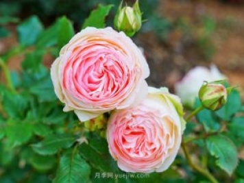 月季花卉生長(zhǎng)的五個(gè)重要因素