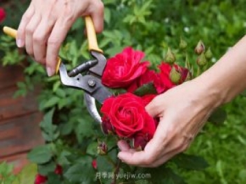 月季花后應(yīng)該如何修剪？正確修剪方法