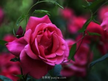 八月份園林養(yǎng)護技術(shù)要點