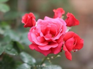 全國花卉苗木主產(chǎn)區(qū)分析，月季主產(chǎn)區(qū)在南陽