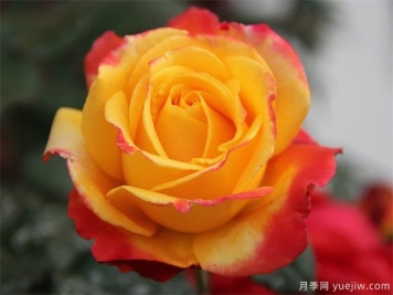各國(guó)玫瑰花的傳說(shuō)