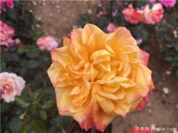 玫瑰花的傳說(shuō)