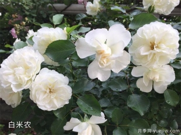 因花香而備受推崇的18個(gè)白色花卉