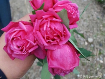 中國(guó)10大古老月季品種有哪些？花美花期長(zhǎng)