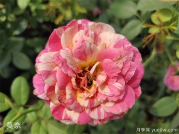 推薦6種月季非常好養(yǎng)，抗病能力超強