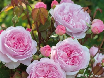 盆栽月季開完花怎樣修剪