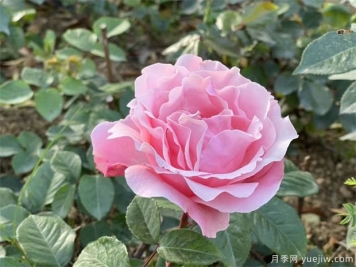 分析中國(guó)花卉產(chǎn)業(yè)市場(chǎng)方向