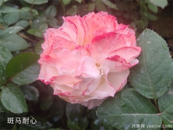 養(yǎng)盆栽月季的幾點(diǎn)修剪技巧，這三點(diǎn)來看看吧