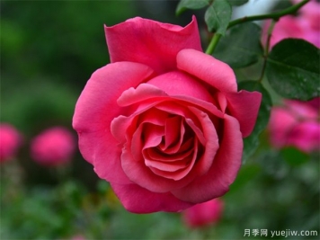 月季花怎么剪枝？