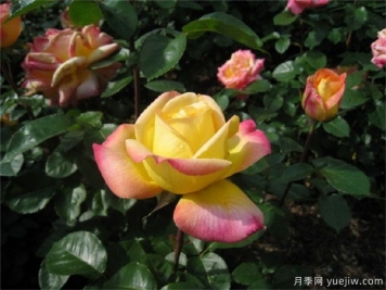 大花美人月季的特點？大花月季怎么修剪？