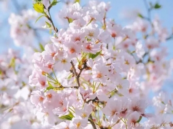 幾種讓花園充滿(mǎn)浪漫色彩的粉色花卉，滿(mǎn)足少女心