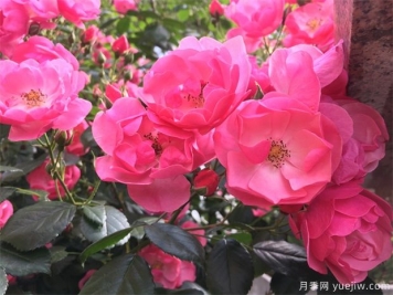 推薦16款高抗病月季品種，來自科德斯奧斯汀坦陶