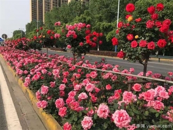 盆栽花卉松土如何不傷花根？給你小妙招