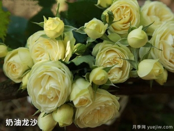 奶油龍沙微型月季應(yīng)該如何修剪？