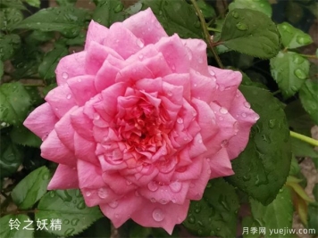 勤花抗病強(qiáng)的月季品種推薦