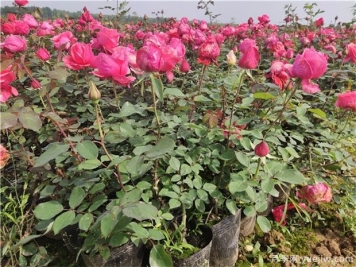 月季花的盆栽和修剪技術(shù)