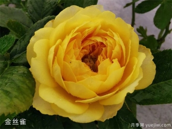 推薦十款花期最長的月季品種，賞花享四季