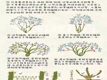 冬季月季修剪技術(shù)要點