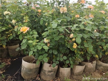 盆栽月季花如何打理？10店小細(xì)節(jié)注意