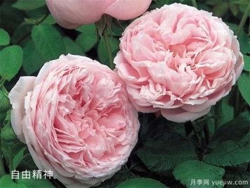 玫粉色的月季品種有哪些？花友必備的10個(gè)月季