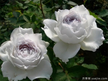 推薦10個(gè)勤花的日本濃香型月季品種