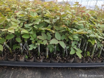 如何挑選優(yōu)質(zhì)月季花苗？這幾種月季苗交給你