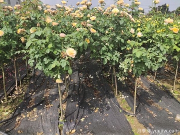 家中陽臺種植盆栽月季樹需考慮的實(shí)際情況有哪些？