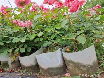 如何保證盆栽月季在夏季不缺水？月季夏季如何澆水！