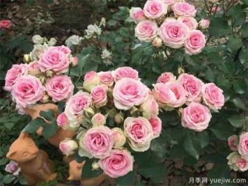 藤本月季的修剪注意細(xì)節(jié)你知道嗎