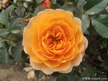 推薦全國花友公認(rèn)的十大好養(yǎng)好看的月季品種