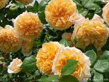 推薦8種藤本月季，抗病性強(qiáng)好養(yǎng)好看愛開花