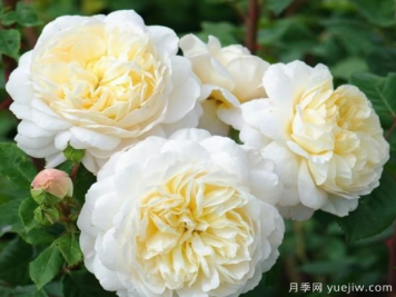 35個(gè)奧斯汀官方推薦的月季品種，抗病強(qiáng)長(zhǎng)勢(shì)好開(kāi)花多花友必選