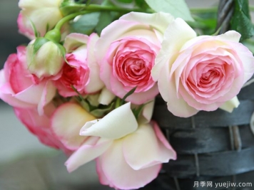推薦20種傾國(guó)傾城的月季，來(lái)認(rèn)識(shí)下