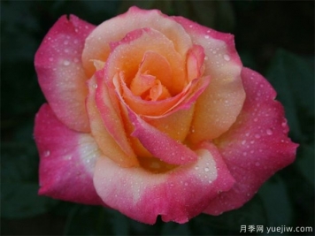 月季花能夠運用哪種肥料？月季花施肥過多怎樣辦？
