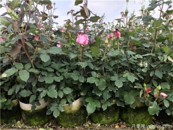 盆栽月季花的養(yǎng)殖辦法