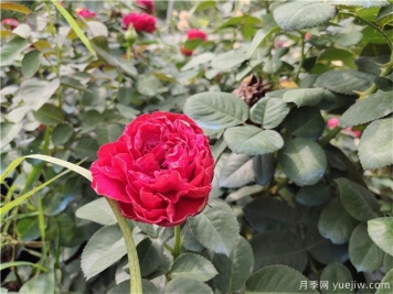 地栽月季春天能施肥嗎