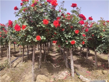 月季花苗怎么修剪？樹狀月季修剪方法